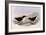 Common Diving Petrel, Pelecanoides Urinatrix-Henry Constantine Richter-Framed Giclee Print