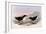 Common Diving Petrel, Pelecanoides Urinatrix-Henry Constantine Richter-Framed Giclee Print