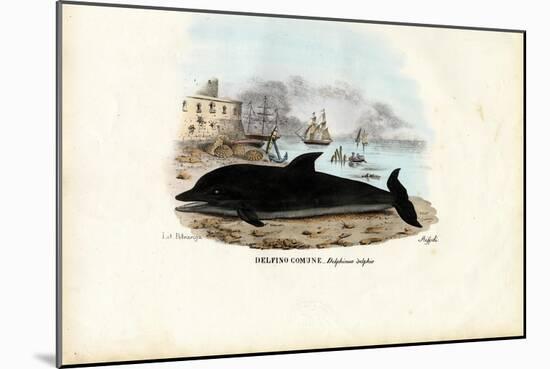 Common Dolphin, 1863-79-Raimundo Petraroja-Mounted Giclee Print
