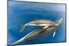 Common dolphin (Delphinus delphis) baby showing foetal folds, alongside adult, Azores-Christopher Swann-Mounted Photographic Print