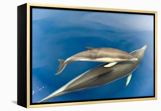 Common dolphin (Delphinus delphis) baby showing foetal folds, alongside adult, Azores-Christopher Swann-Framed Premier Image Canvas