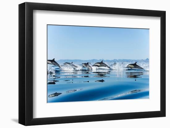 Common dolphin (delphinus delphis) Gulf of California Mexico.-Christopher Swann-Framed Photographic Print