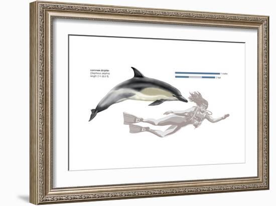 Common Dolphin (Delphinus Delphis), Mammals-Encyclopaedia Britannica-Framed Art Print