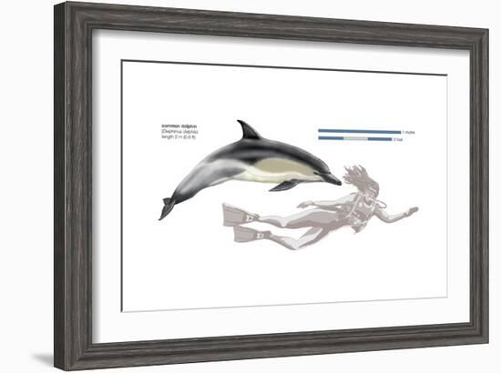 Common Dolphin (Delphinus Delphis), Mammals-Encyclopaedia Britannica-Framed Art Print