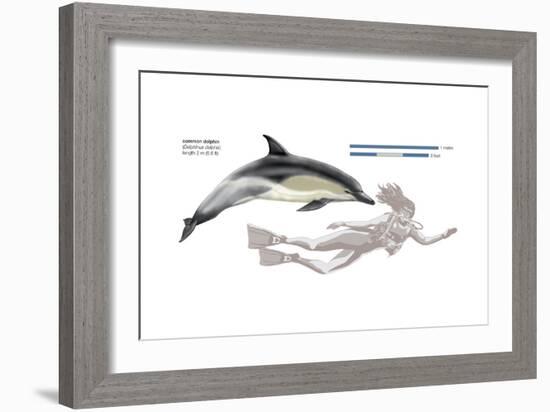 Common Dolphin (Delphinus Delphis), Mammals-Encyclopaedia Britannica-Framed Art Print