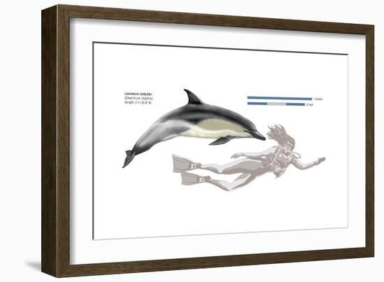 Common Dolphin (Delphinus Delphis), Mammals-Encyclopaedia Britannica-Framed Art Print