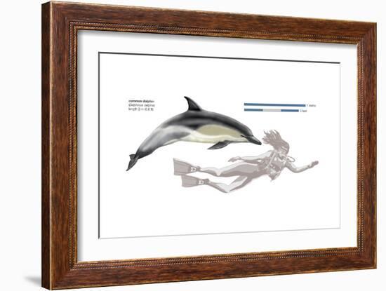 Common Dolphin (Delphinus Delphis), Mammals-Encyclopaedia Britannica-Framed Art Print