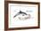 Common Dolphin (Delphinus Delphis), Mammals-Encyclopaedia Britannica-Framed Art Print