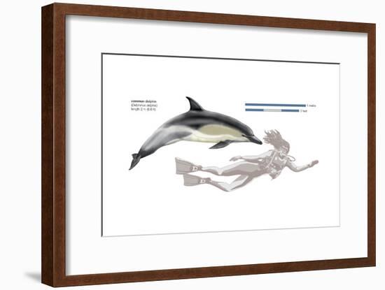 Common Dolphin (Delphinus Delphis), Mammals-Encyclopaedia Britannica-Framed Art Print