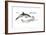 Common Dolphin (Delphinus Delphis), Mammals-Encyclopaedia Britannica-Framed Art Print