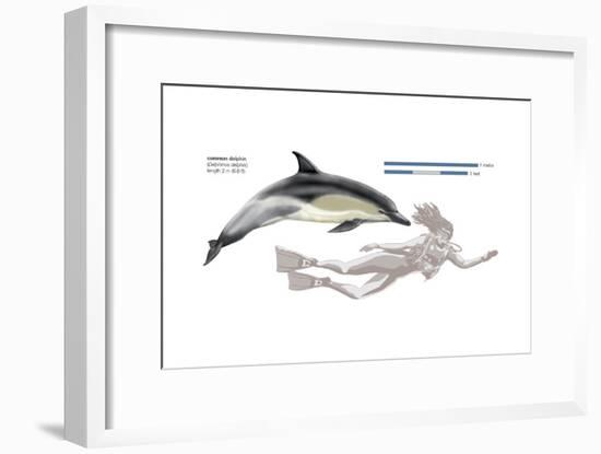 Common Dolphin (Delphinus Delphis), Mammals-Encyclopaedia Britannica-Framed Art Print