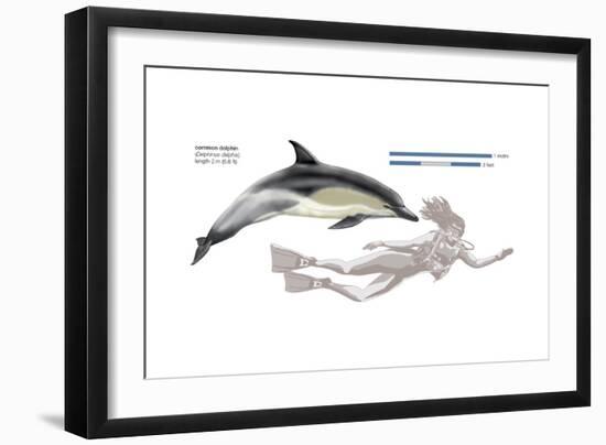 Common Dolphin (Delphinus Delphis), Mammals-Encyclopaedia Britannica-Framed Art Print