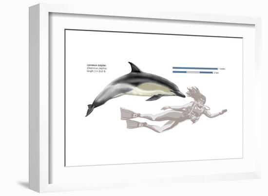 Common Dolphin (Delphinus Delphis), Mammals-Encyclopaedia Britannica-Framed Art Print