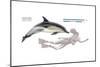 Common Dolphin (Delphinus Delphis), Mammals-Encyclopaedia Britannica-Mounted Art Print