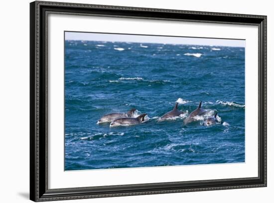 Common Dolphin Pod (Delphinus Capensis)-Reinhard Dirscherl-Framed Photographic Print