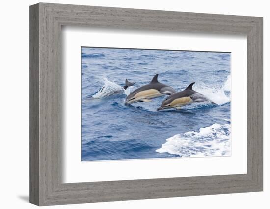 Common dolphin pod porposing, Horta island-Franco Banfi-Framed Photographic Print