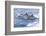 Common dolphin pod porposing, Horta island-Franco Banfi-Framed Photographic Print