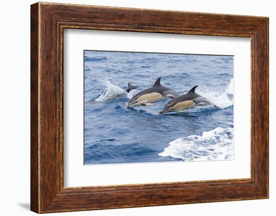 Common dolphin pod porposing, Horta island-Franco Banfi-Framed Photographic Print