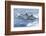 Common dolphin pod porposing, Horta island-Franco Banfi-Framed Photographic Print