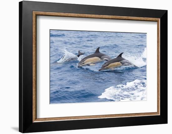 Common dolphin pod porposing, Horta island-Franco Banfi-Framed Photographic Print