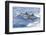 Common dolphin pod porposing, Horta island-Franco Banfi-Framed Photographic Print