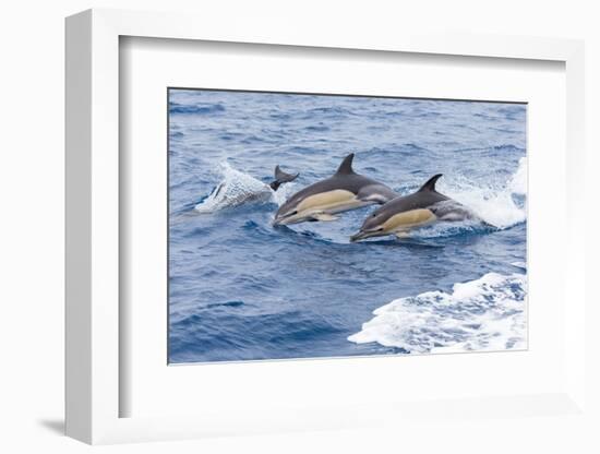 Common dolphin pod porposing, Horta island-Franco Banfi-Framed Photographic Print