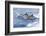 Common dolphin pod porposing, Horta island-Franco Banfi-Framed Photographic Print