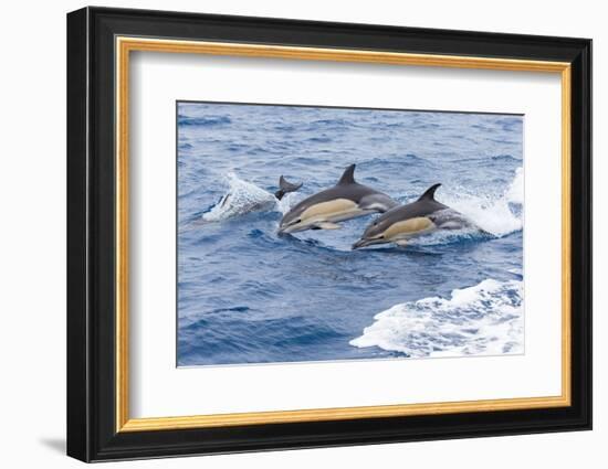 Common dolphin pod porposing, Horta island-Franco Banfi-Framed Photographic Print