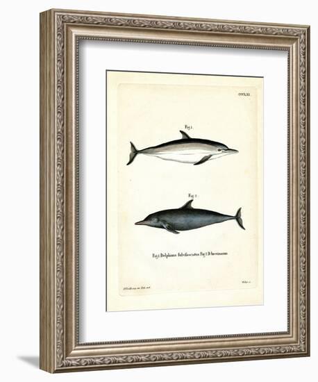Common Dolphin--Framed Giclee Print