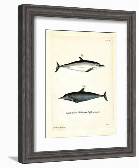 Common Dolphin--Framed Giclee Print