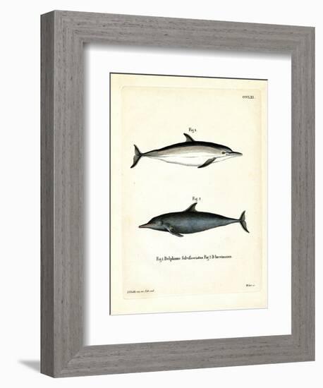 Common Dolphin-null-Framed Giclee Print