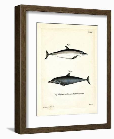 Common Dolphin-null-Framed Giclee Print