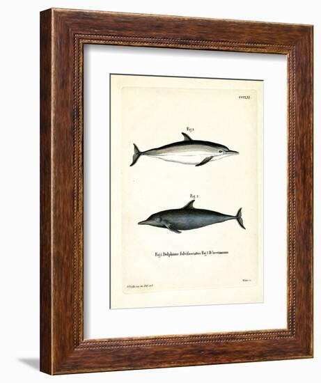 Common Dolphin-null-Framed Giclee Print