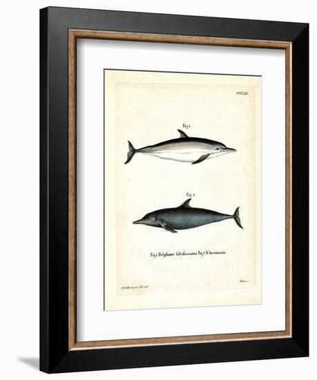 Common Dolphin-null-Framed Giclee Print