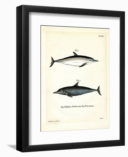 Common Dolphin-null-Framed Giclee Print