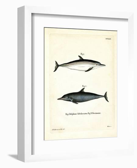 Common Dolphin-null-Framed Giclee Print