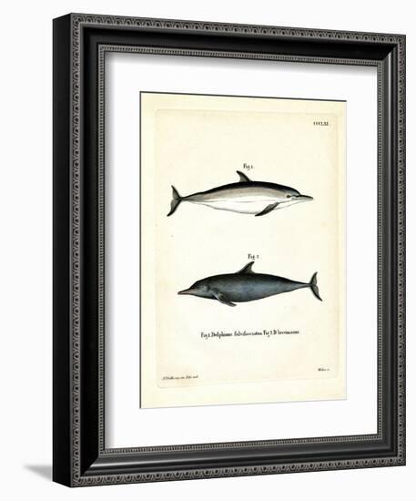 Common Dolphin--Framed Giclee Print