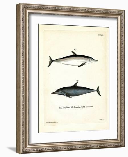 Common Dolphin-null-Framed Giclee Print