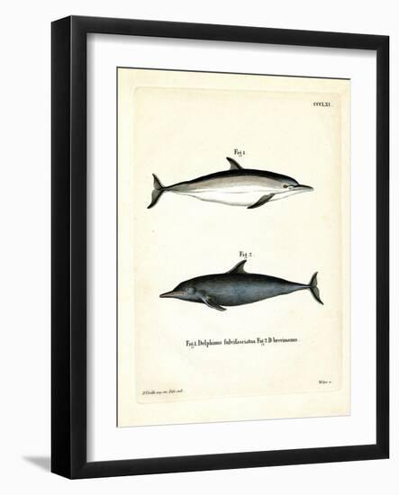 Common Dolphin-null-Framed Giclee Print