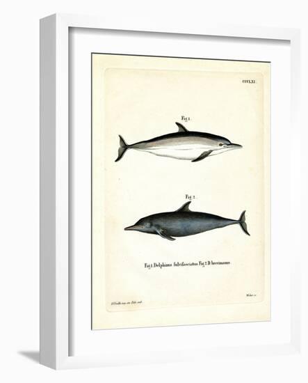 Common Dolphin-null-Framed Giclee Print