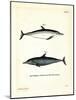 Common Dolphin-null-Mounted Giclee Print