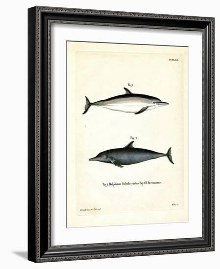 Common Dolphin-null-Framed Giclee Print