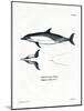 Common Dolphin-null-Mounted Giclee Print