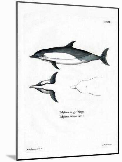 Common Dolphin-null-Mounted Giclee Print