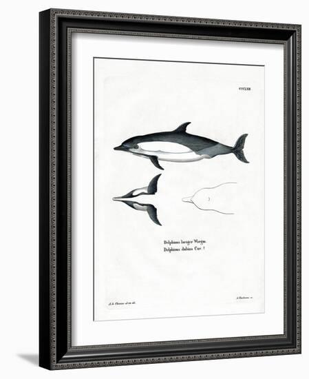 Common Dolphin-null-Framed Giclee Print