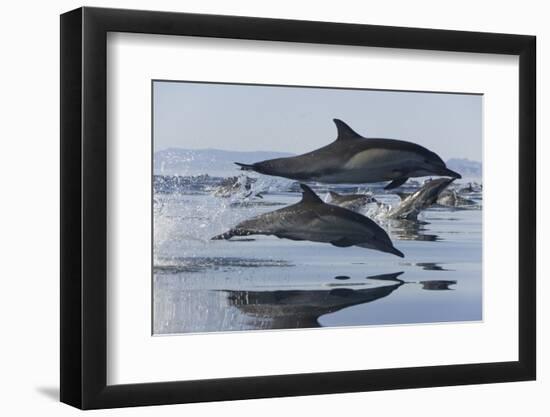 Common Dolphins.  Baja, Mexico-Christopher Swann-Framed Photographic Print