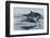 Common Dolphins.  Baja, Mexico-Christopher Swann-Framed Photographic Print