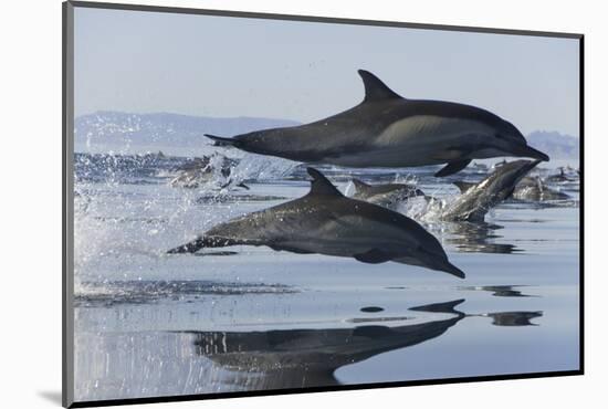 Common Dolphins.  Baja, Mexico-Christopher Swann-Mounted Photographic Print