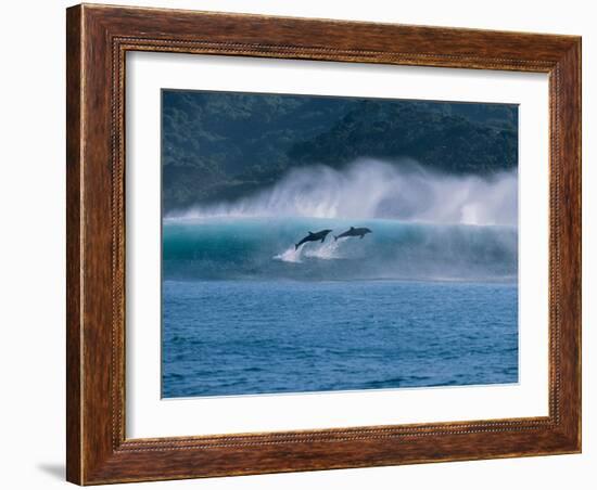 Common Dolphins Breaching in the Sea-null-Framed Photographic Print