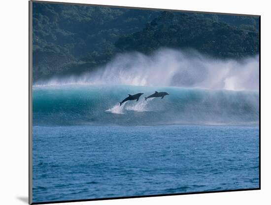 Common Dolphins Breaching in the Sea-null-Mounted Photographic Print